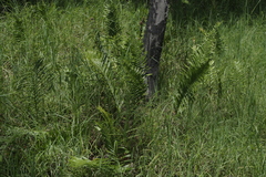 Telmatoblechnum indicum