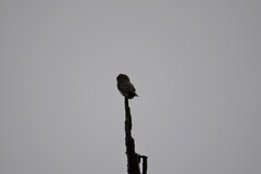 Glaucidium passerinum