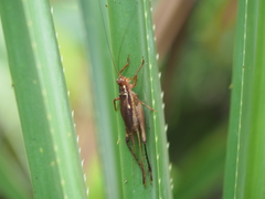 Cardiodactylus esakii