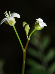Cardamine forsteri