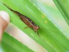 Cardiodactylus esakii