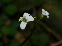 Cardamine forsteri
