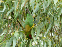 Glossopsitta concinna