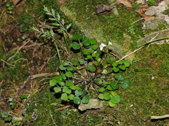 Cardamine forsteri