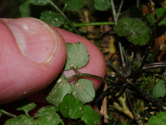 Cardamine forsteri