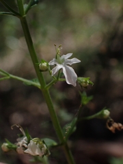 Teucrium corymbosum
