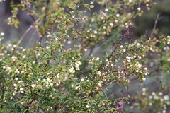 Acacia aspera