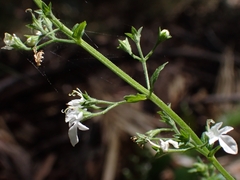 Teucrium corymbosum