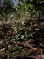 Teucrium corymbosum