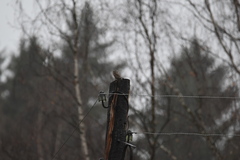 Glaucidium passerinum