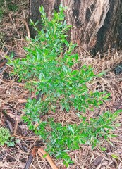 Correa glabra glabra