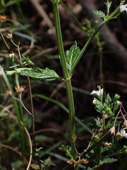 Teucrium corymbosum