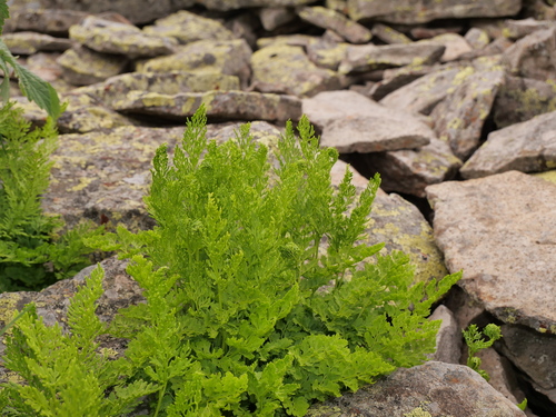Cryptogramma crispa iNat (2)
