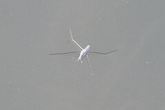 Aquarius distanti