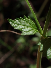 Teucrium corymbosum
