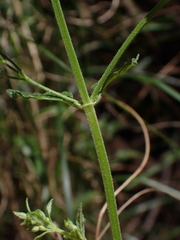 Teucrium corymbosum