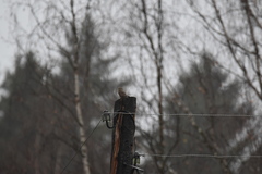 Glaucidium passerinum