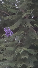 Jacaranda mimosifolia