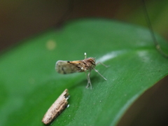 Cixiidae