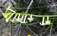 Stackhousia aspericocca