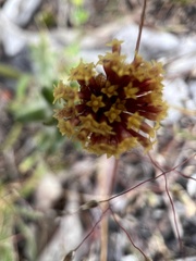 Podotheca angustifolia