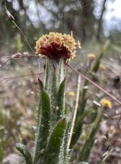 Podotheca angustifolia