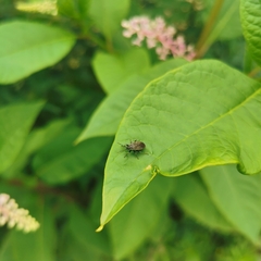 Pyrrhocoris sinuaticollis