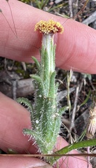 Podotheca angustifolia