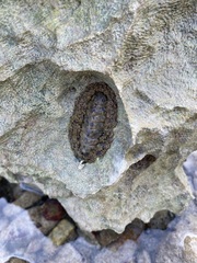 Acanthopleura gemmata