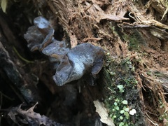 Pseudohydnum orbiculare