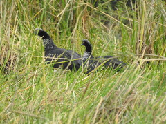 Anhima cornuta