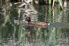 Aythya australis