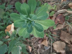Euphorbia helioscopia