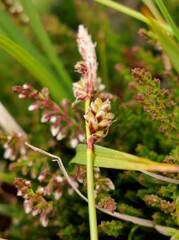 Carex ericetorum