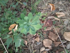 Euphorbia helioscopia