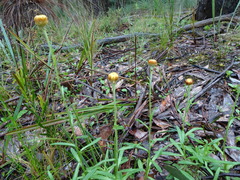 Coronidium scorpioides