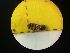 Eupeodes latifasciatus