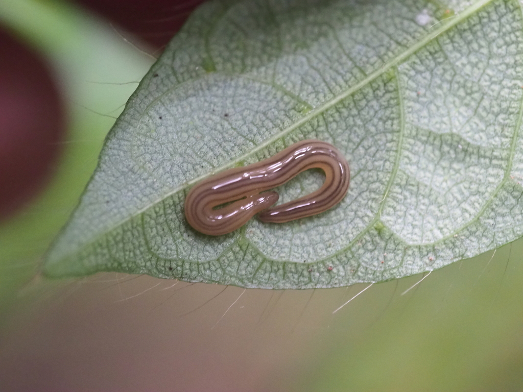 Anisorhynchodemus mertoni