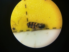 Eupeodes latifasciatus