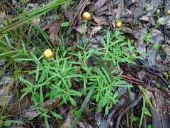 Coronidium scorpioides