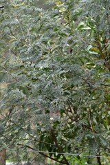 Acacia mearnsii
