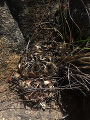 Asphodeloideae