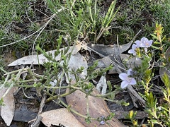 Cyanothamnus coerulescens