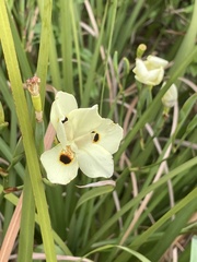 Dietes bicolor