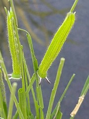 Satyrinae