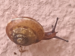 Hygromia cinctella