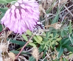 Amegilla quadrifasciata
