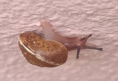 Hygromia cinctella