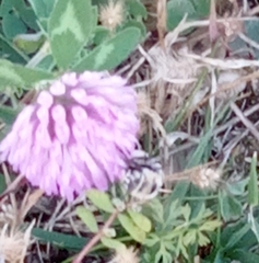 Amegilla quadrifasciata