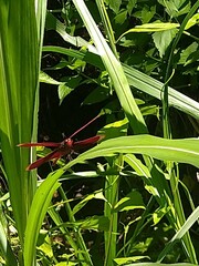 Neurothemis taiwanensis